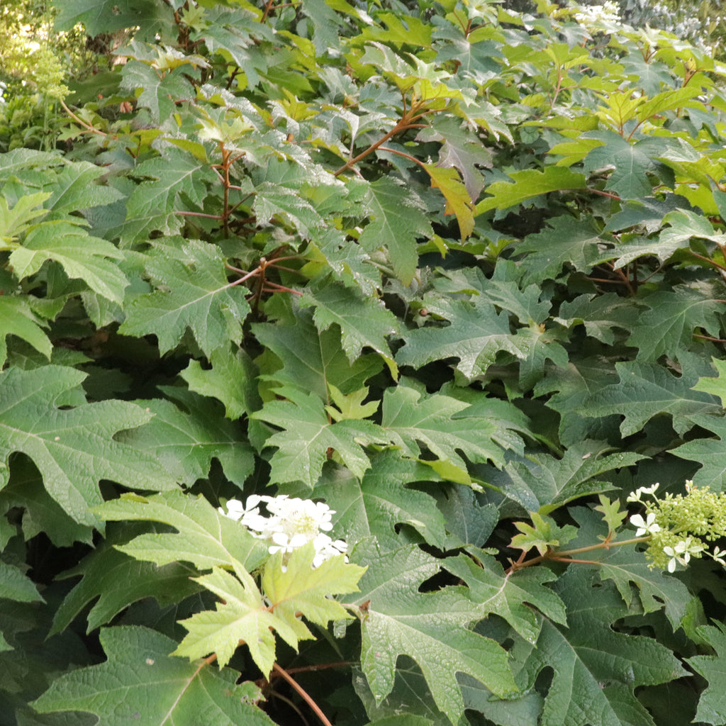 Hydrangea quercifolia Pee Wee Image