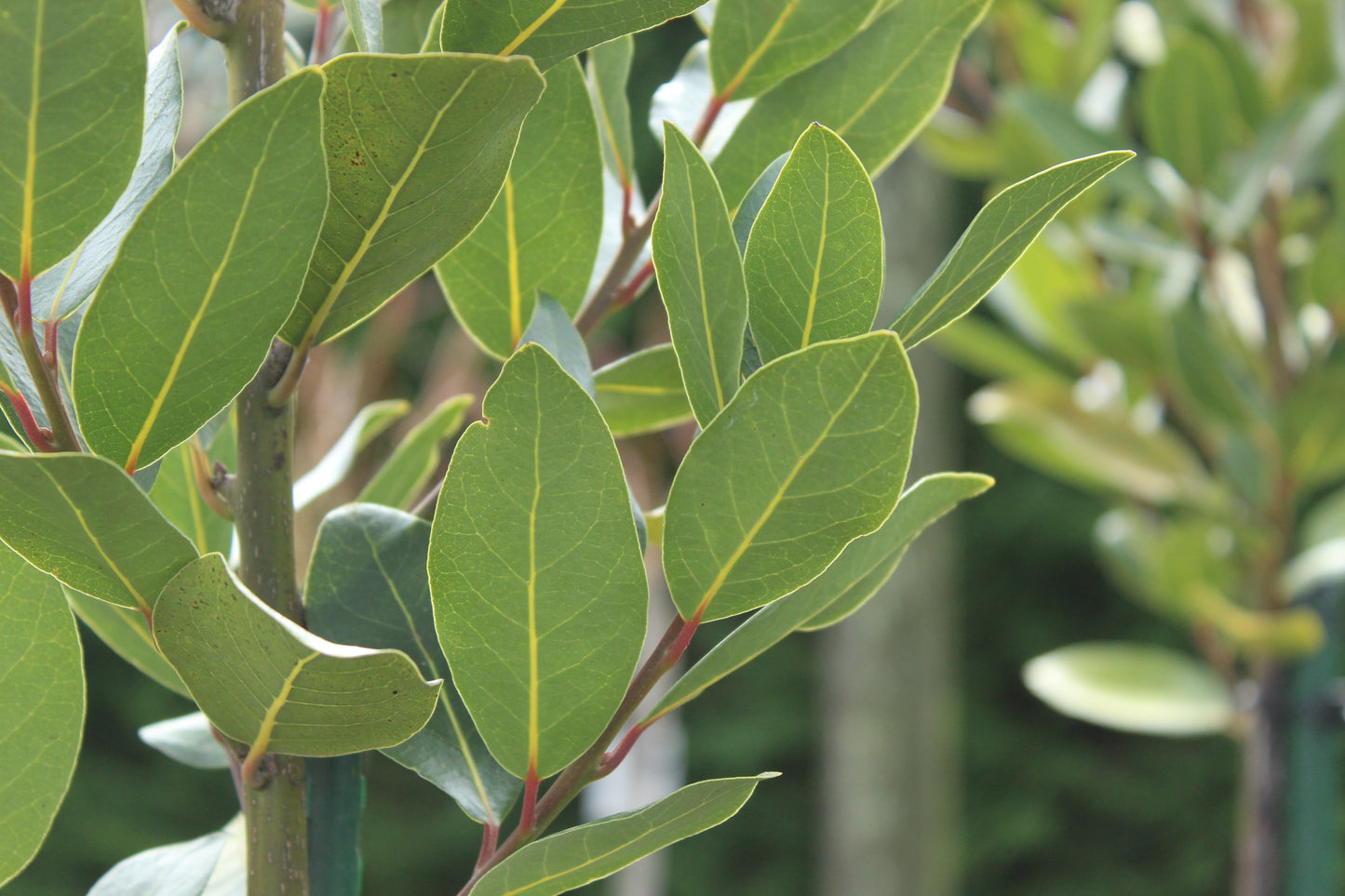 Laurus nobilis Verdi
