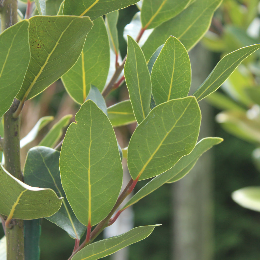 Laurus nobilis Verdi Image