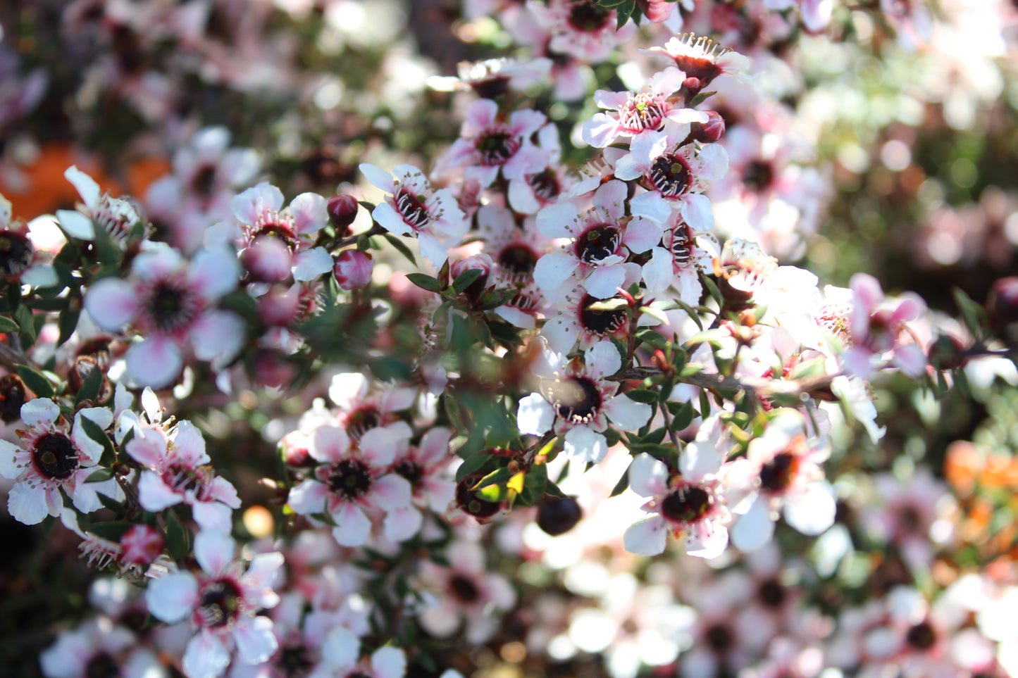 Leptospermum nanum Tui