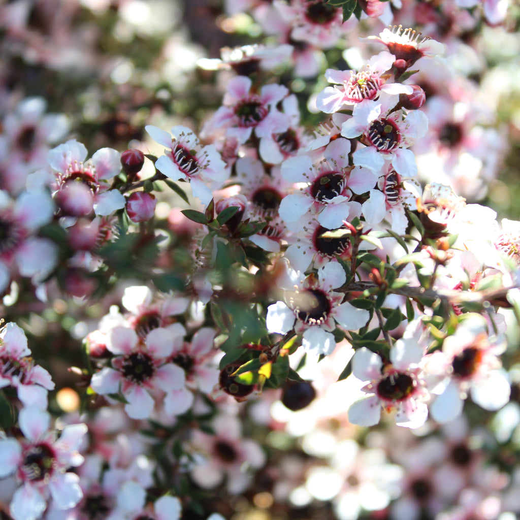 Leptospermum nanum Tui Image