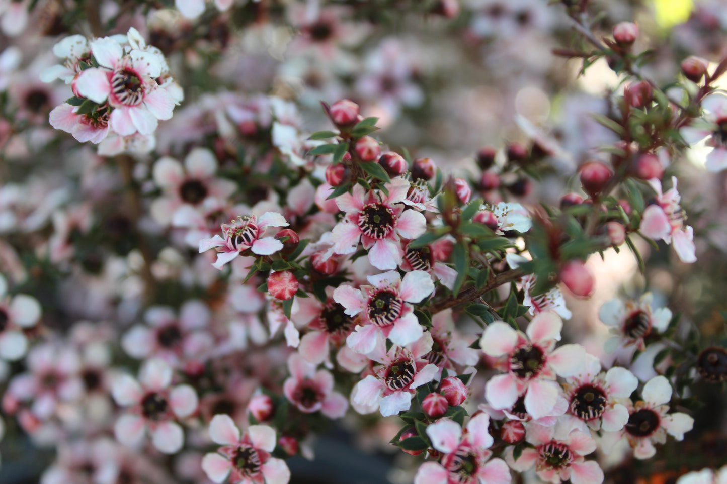 Leptospermum nanum Tui
