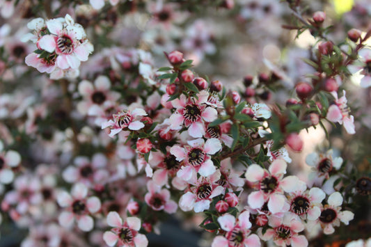 Leptospermum nanum Tui