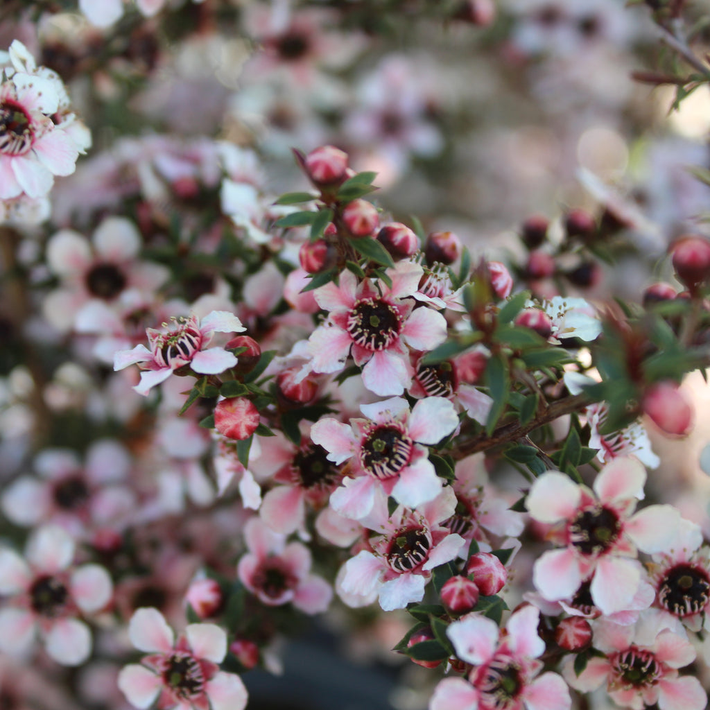 Leptospermum nanum Tui Image