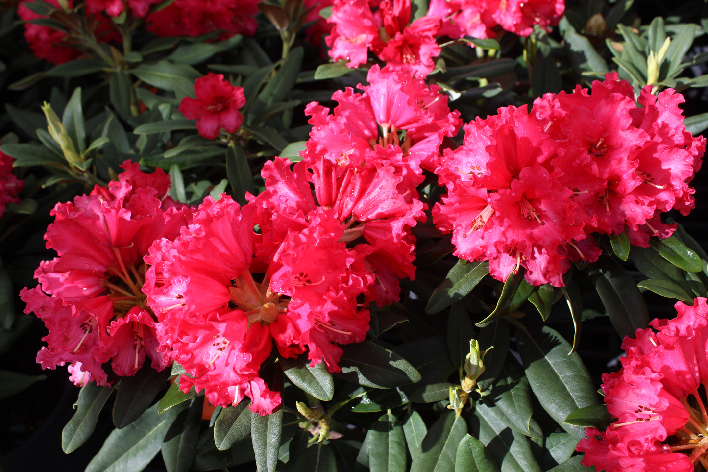 Rhododendron Huntington