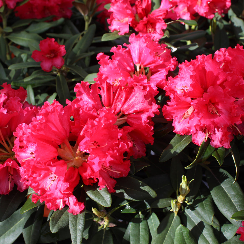 Rhododendron Huntington Image