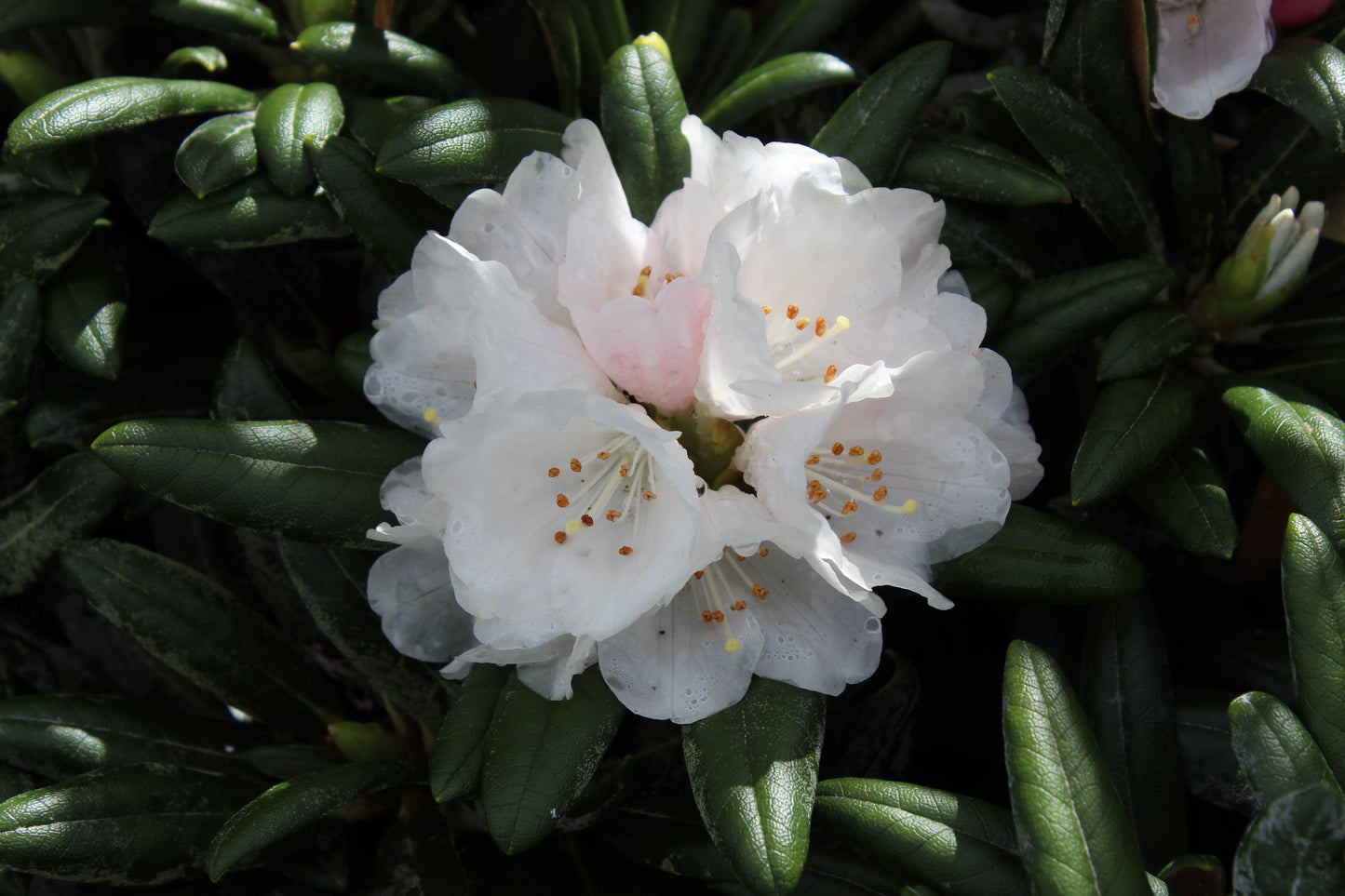 Rhododendron yakushimanum FCC