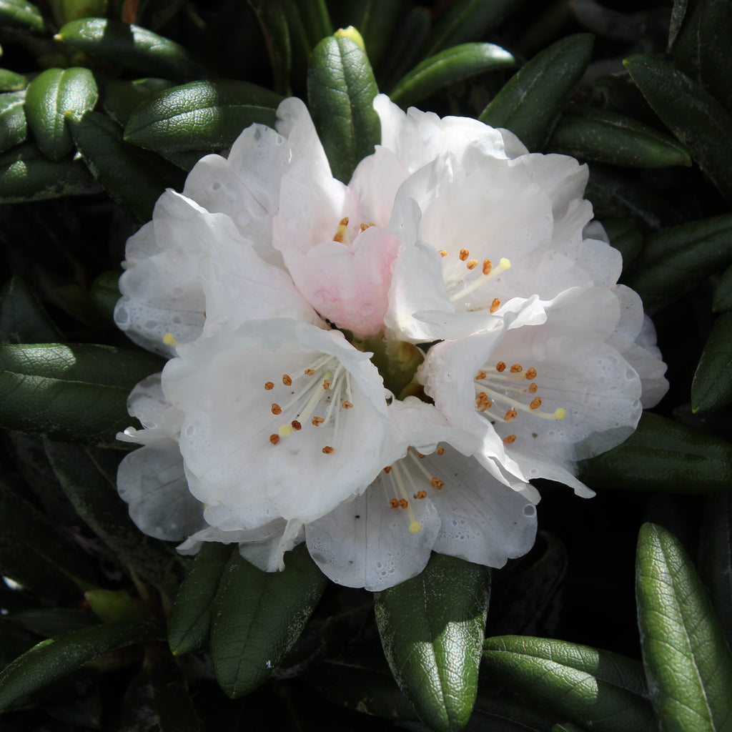 Rhododendron yakushimanum FCC Image