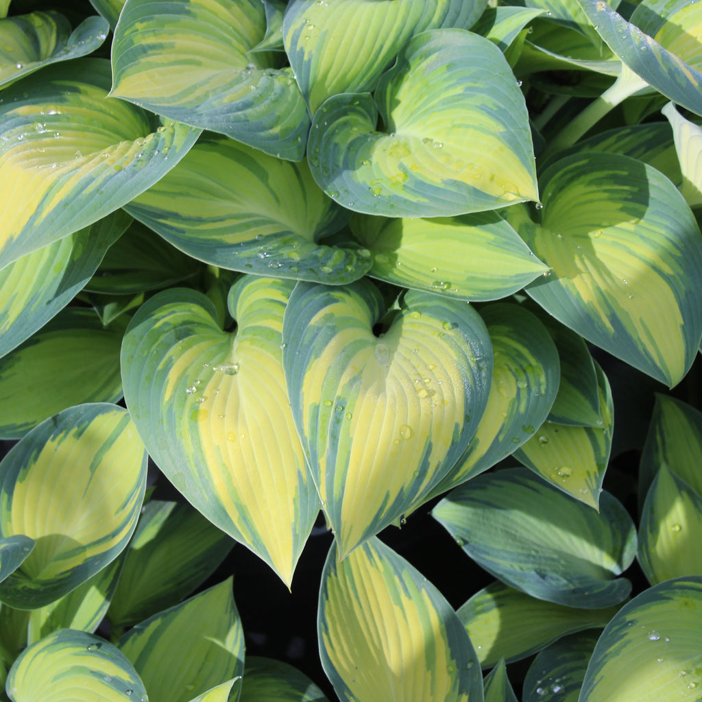 Hosta June Image
