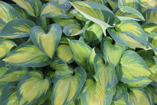 Hosta June