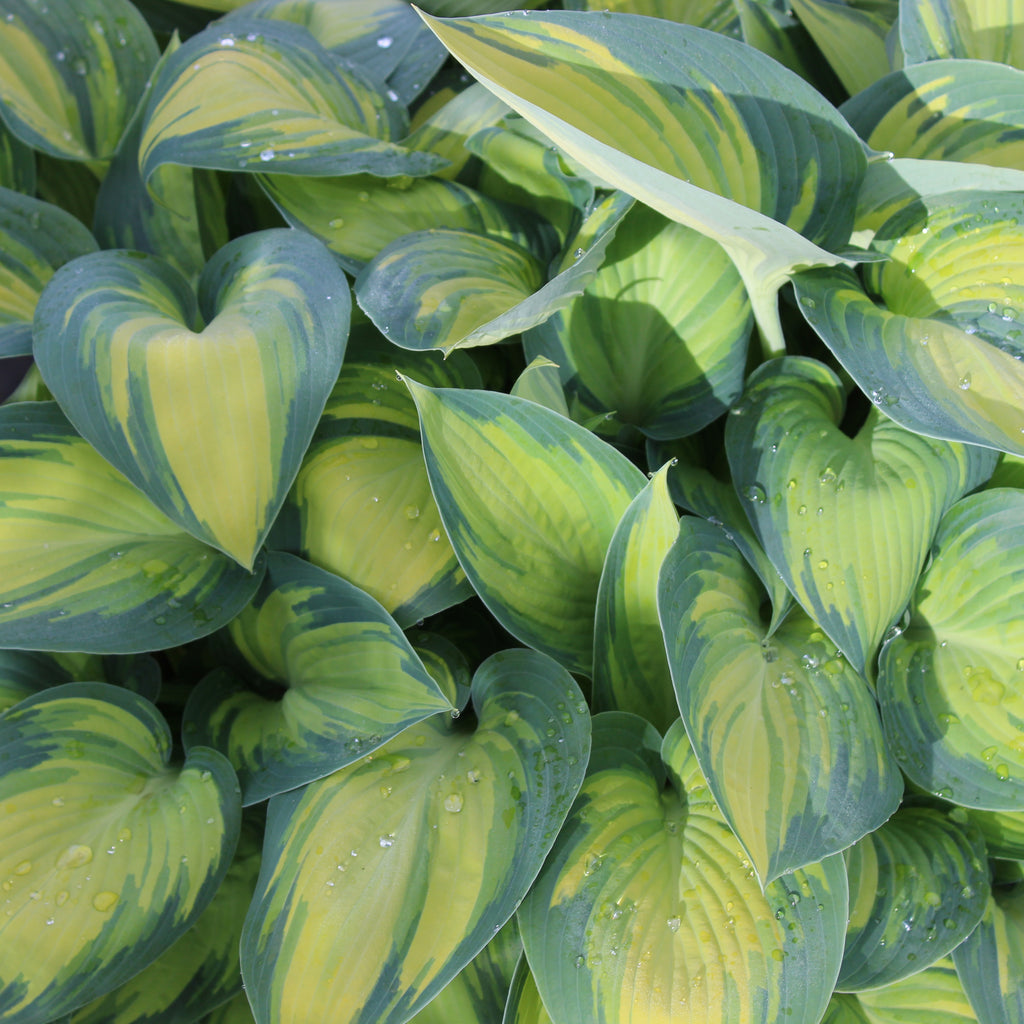 Hosta June Image