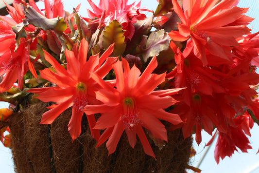 Epiphyllum Compact Red