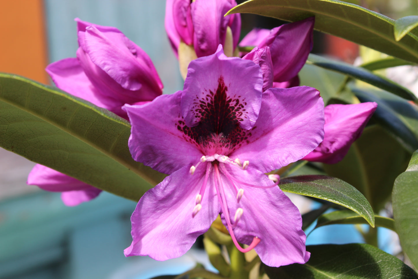 Rhododendron Bumble Bee