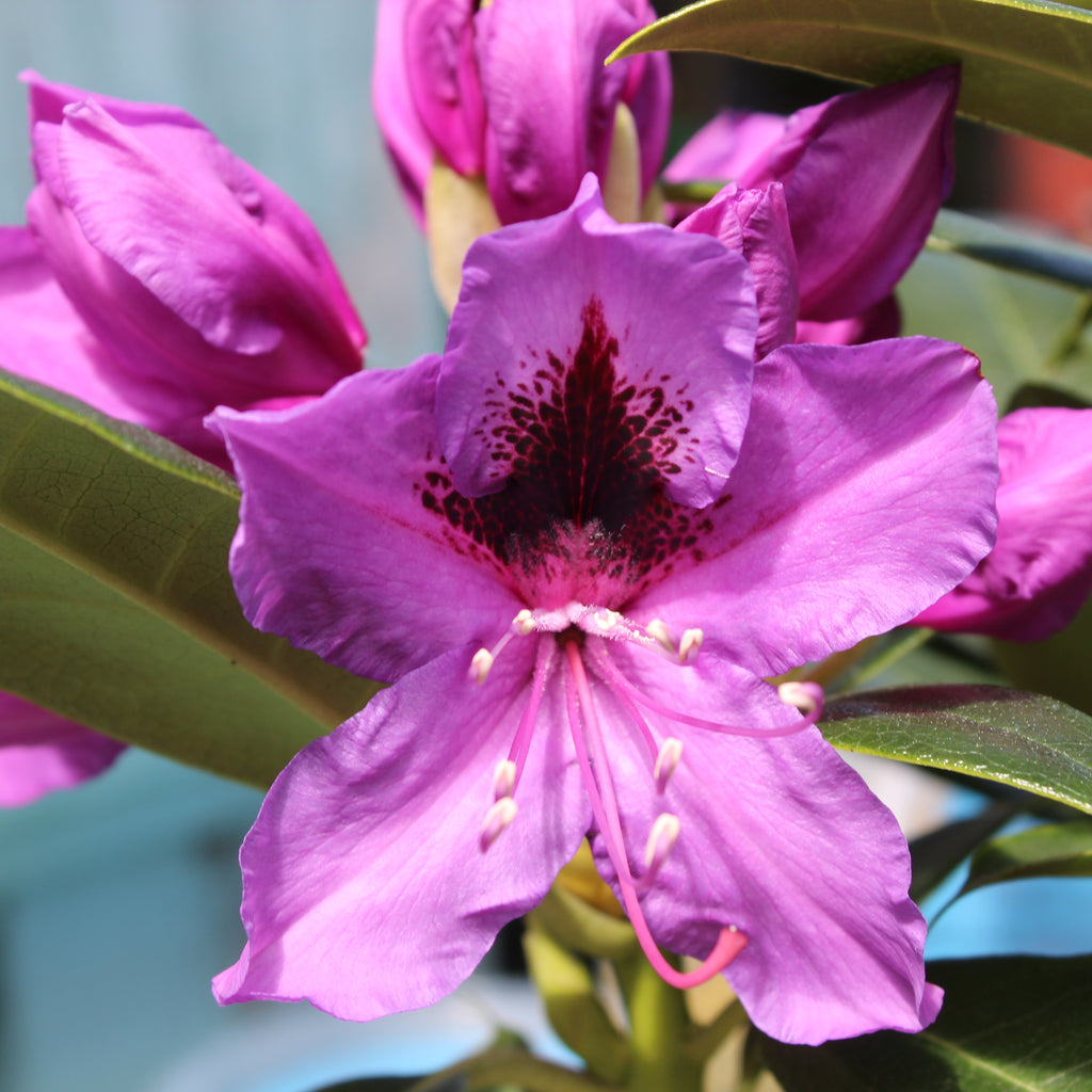 Rhododendron Bumble Bee Image