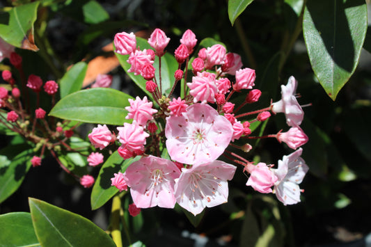 Kalmia latifolia Tawa-Glen