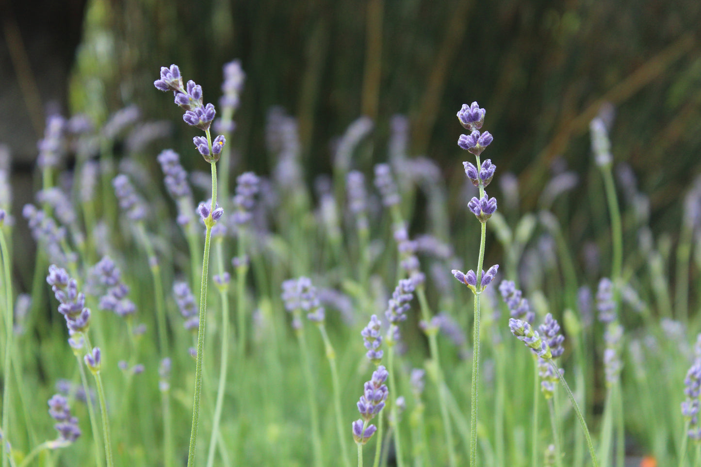 Lavandula angustifolia Hidcote
