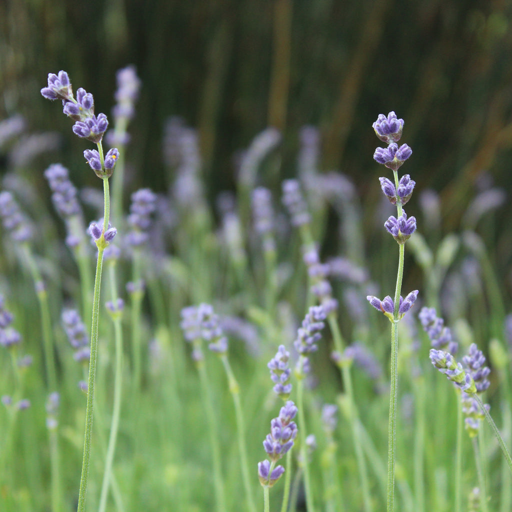 Lavandula angustifolia Hidcote Image