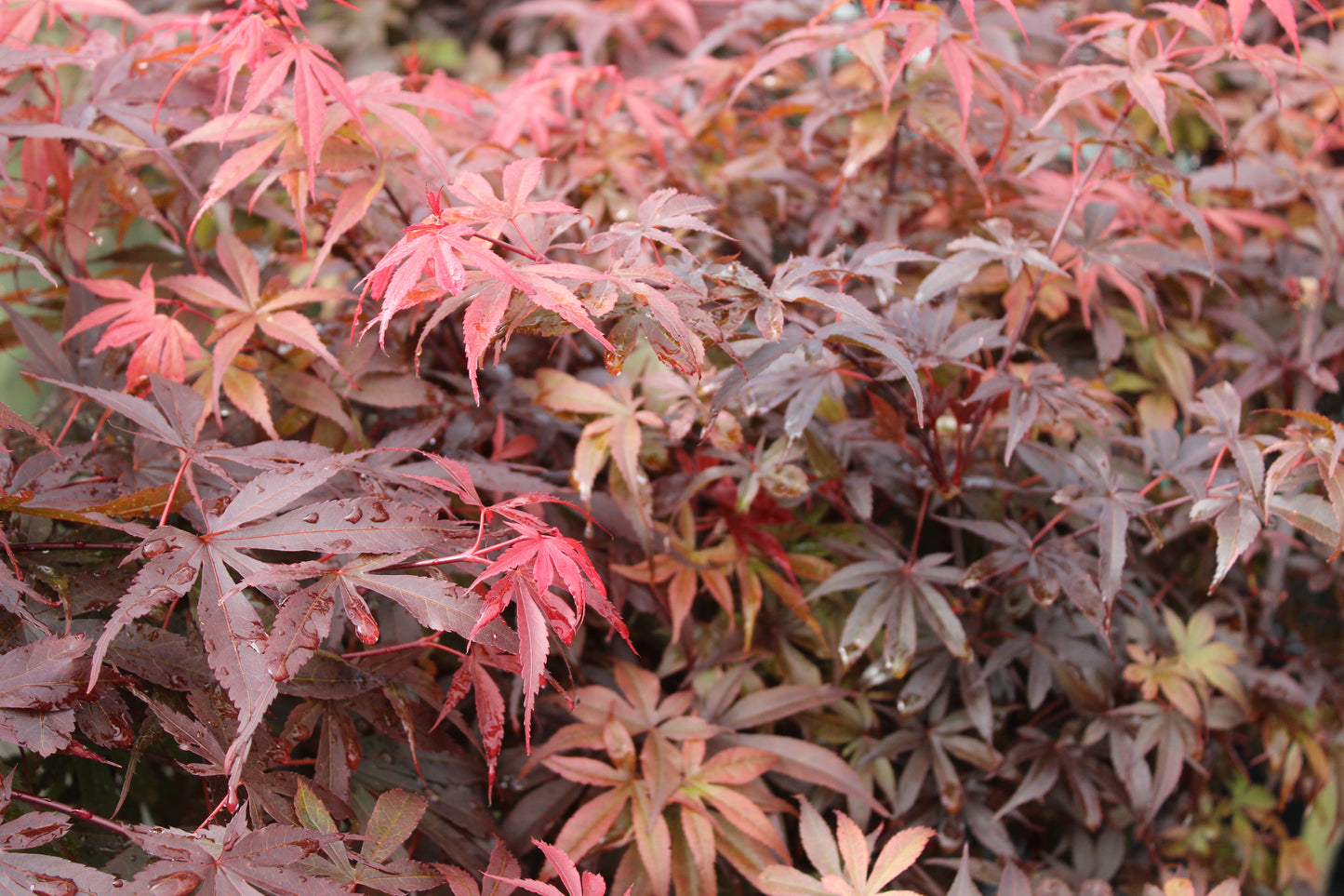Acer palmatum Skeeters Broom