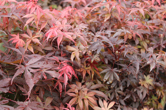 Acer palmatum Skeeters Broom