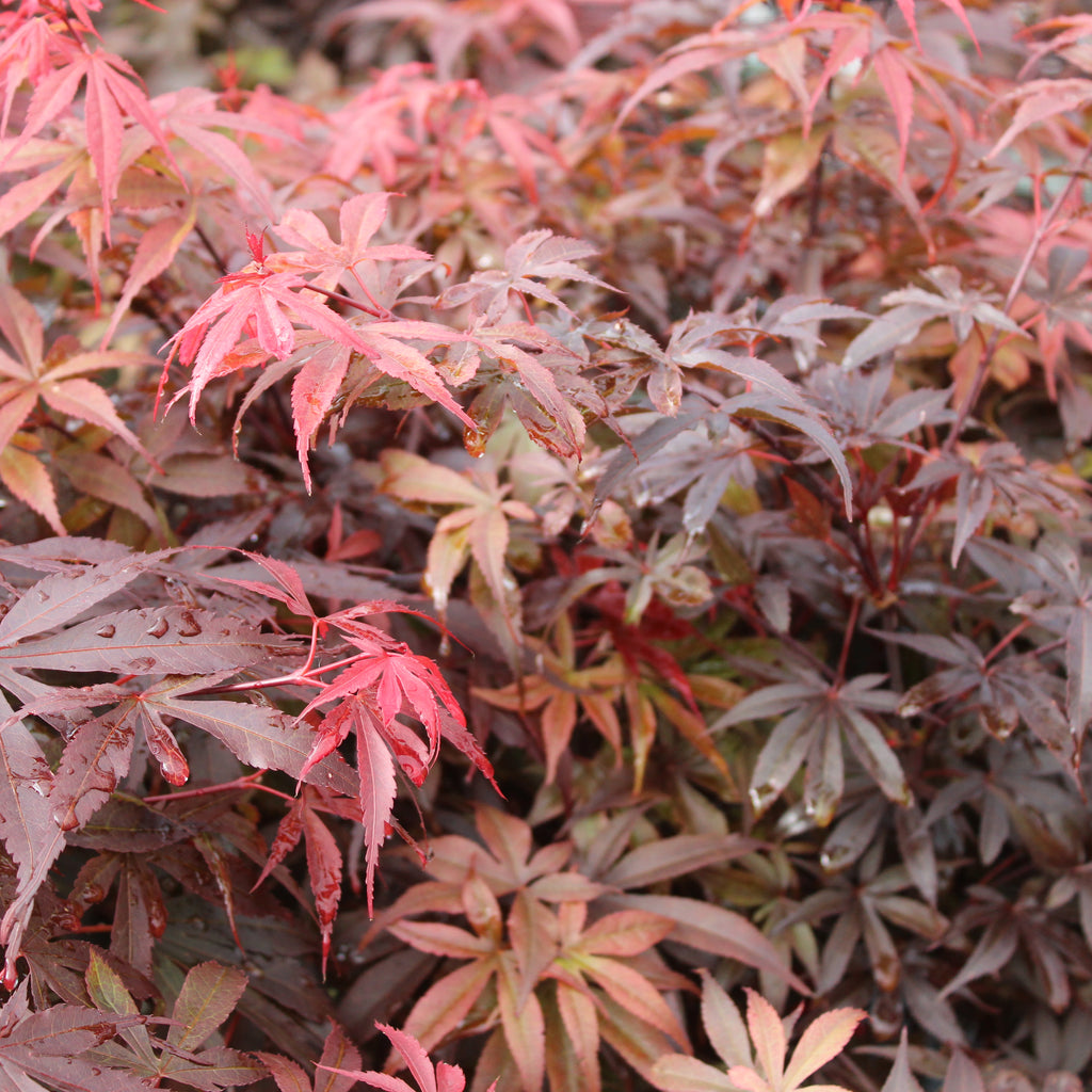 Acer palmatum Skeeters Broom Image