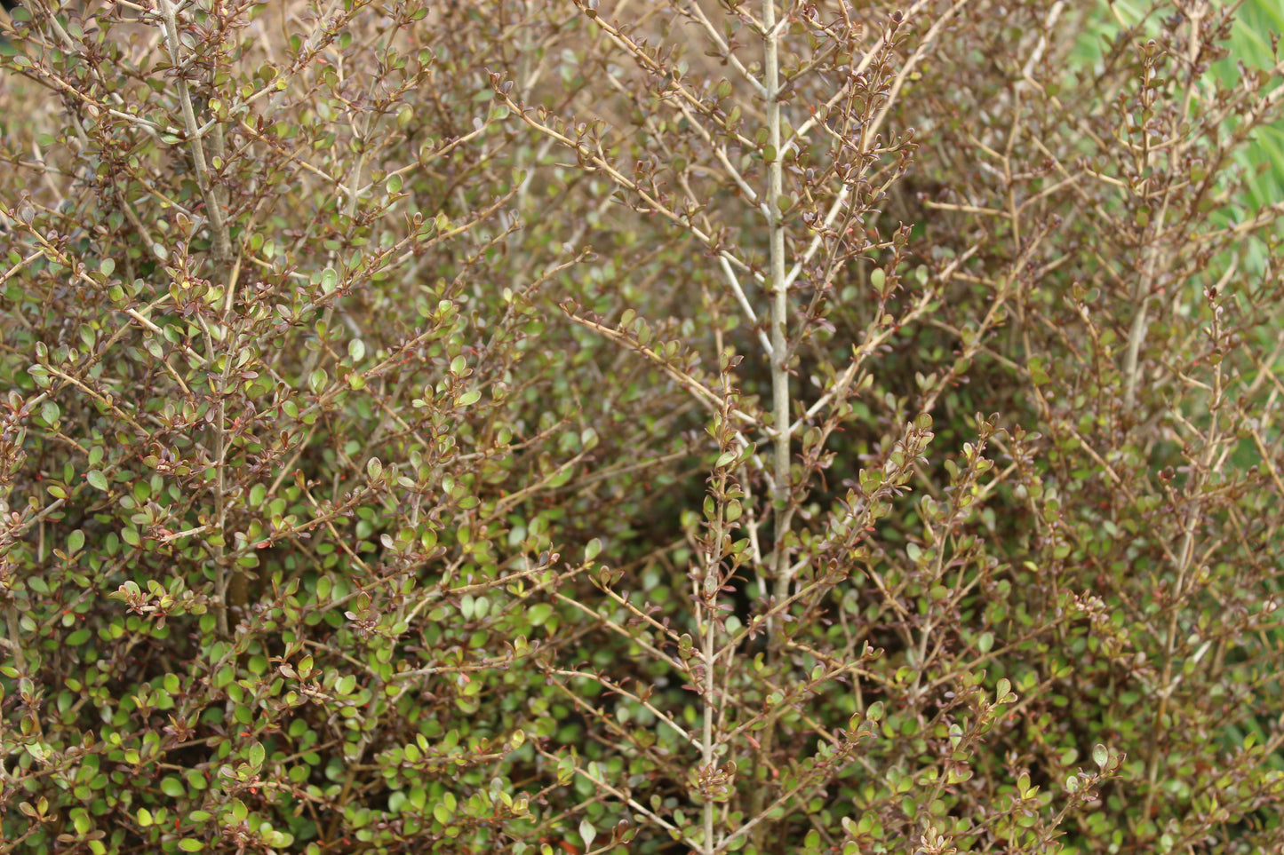 Coprosma Cappuccino