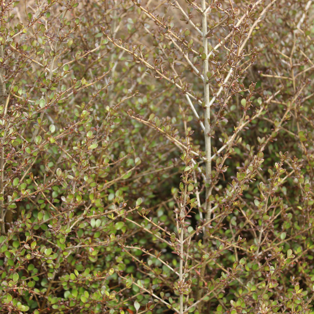 Coprosma Cappuccino Image