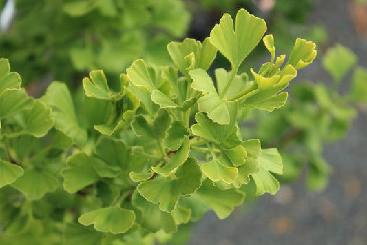 Ginkgo fastigiata