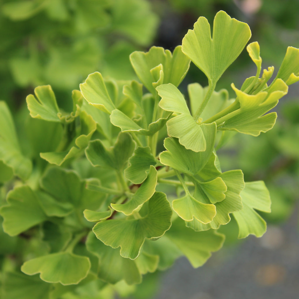 Ginkgo fastigiata Image