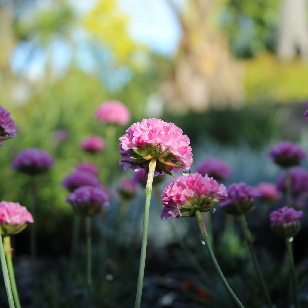 Dreameria Armeria Daydream Image