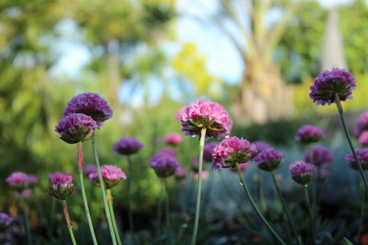 Dreameria Armeria Daydream
