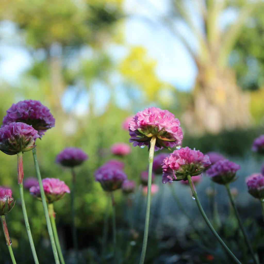Dreameria Armeria Daydream Image