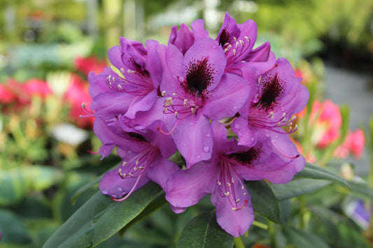 Rhododendron Bumble Bee