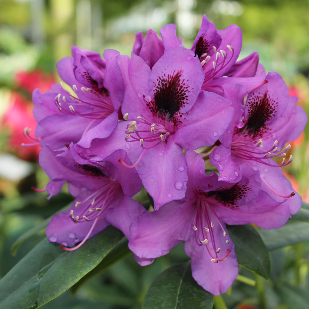 Rhododendron Bumble Bee Image