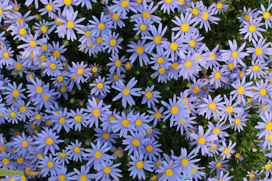 Felicia Felicity Blue