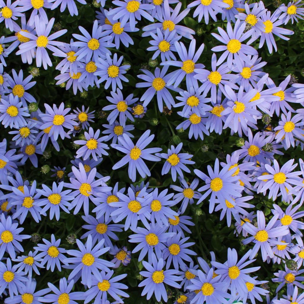 Felicia Felicity Blue Image