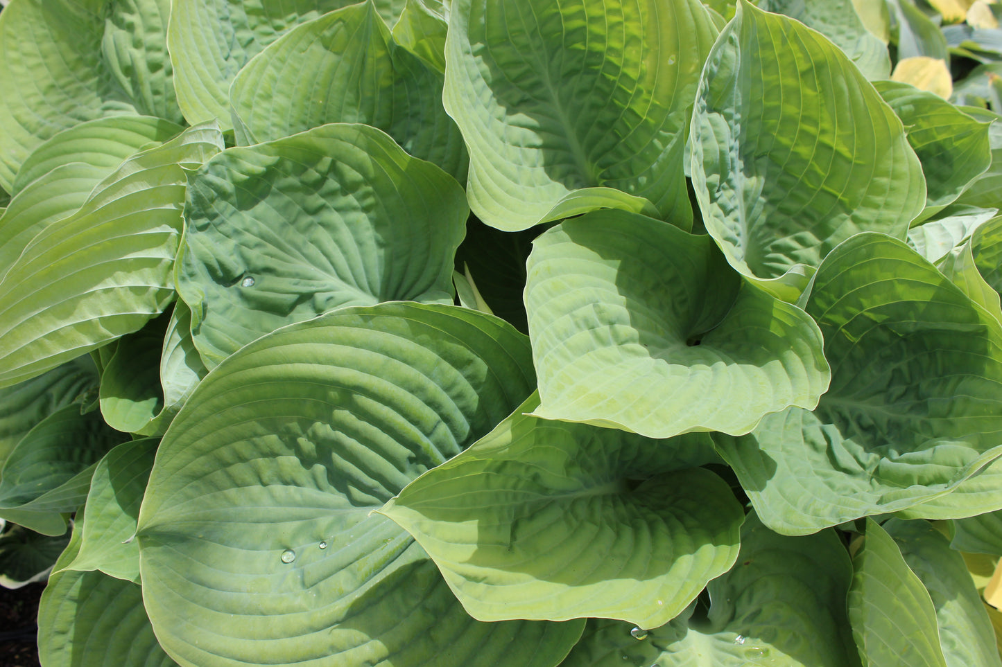 Hosta Drinking Gourd