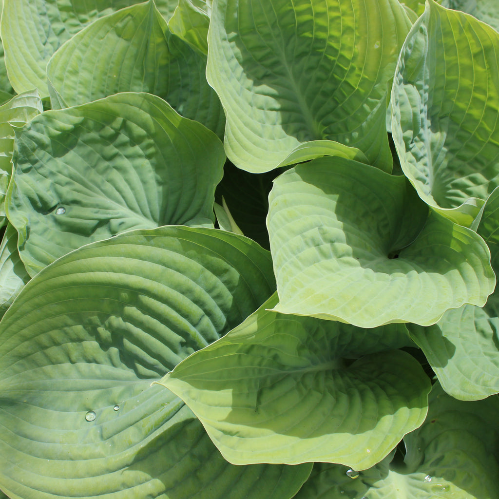 Hosta Drinking Gourd Image