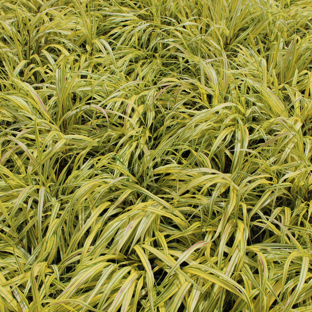 Hakonechloa macra Aureola Image