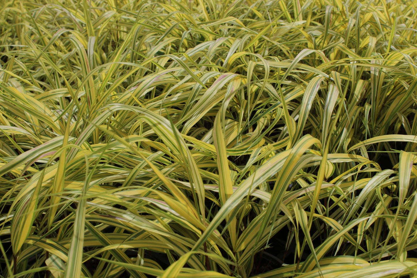 Hakonechloa macra Aureola