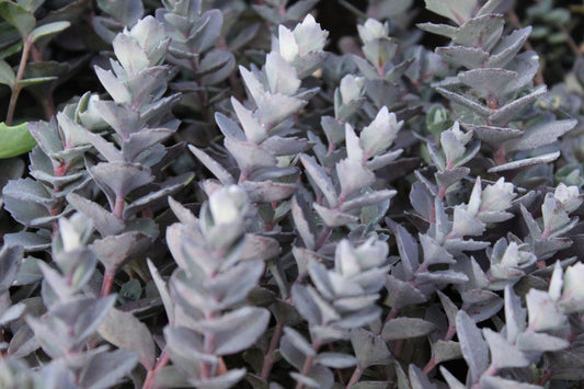 Sedum Bertram Anderson