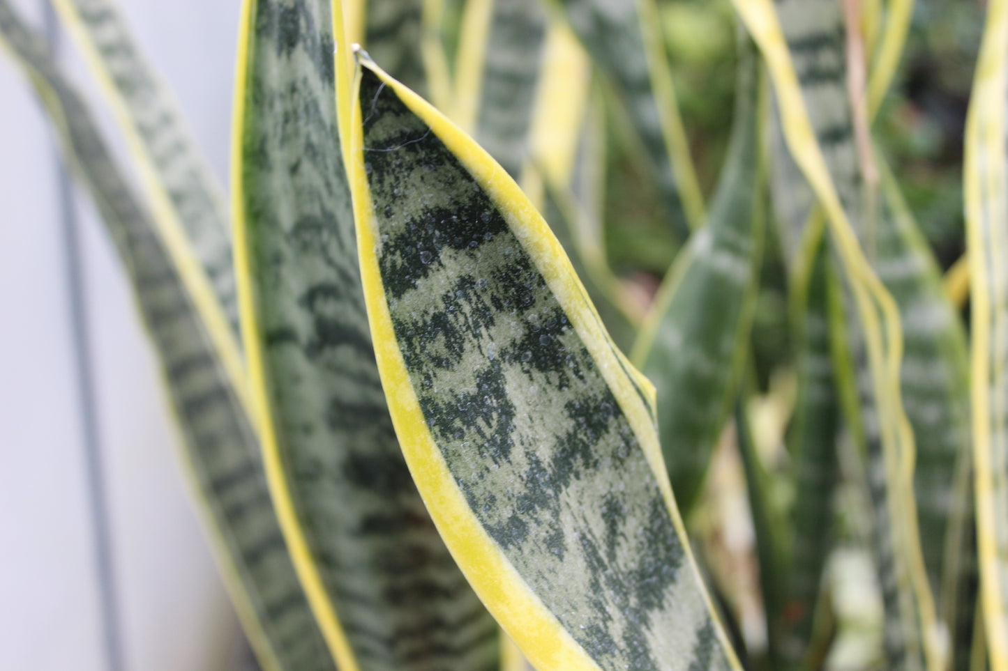 Sansevieria trifasciata Laurentii