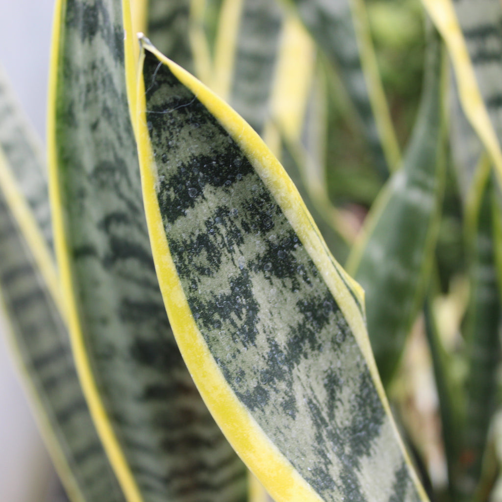 Sansevieria trifasciata Laurentii Image