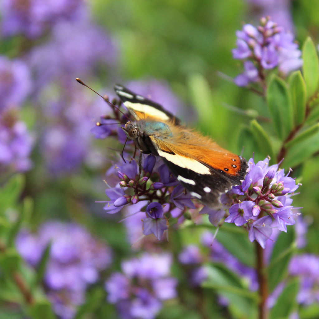 Hebe Beverley Hills Image