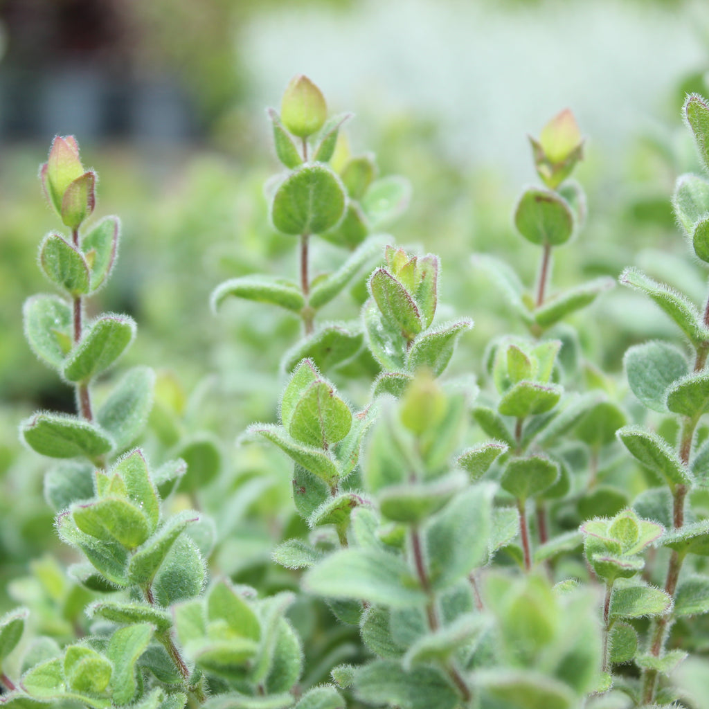 Origanum dictamnus Image