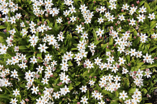 Rhodohypoxis parvula