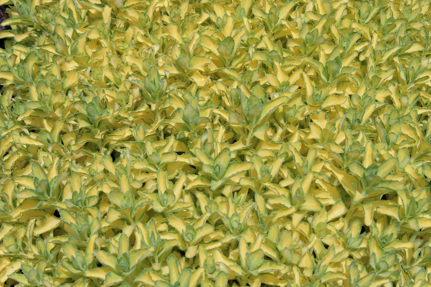 Sedum spectabile Variegatum