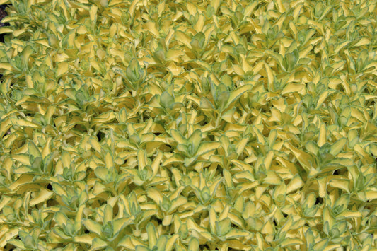 Sedum spectabile Variegatum