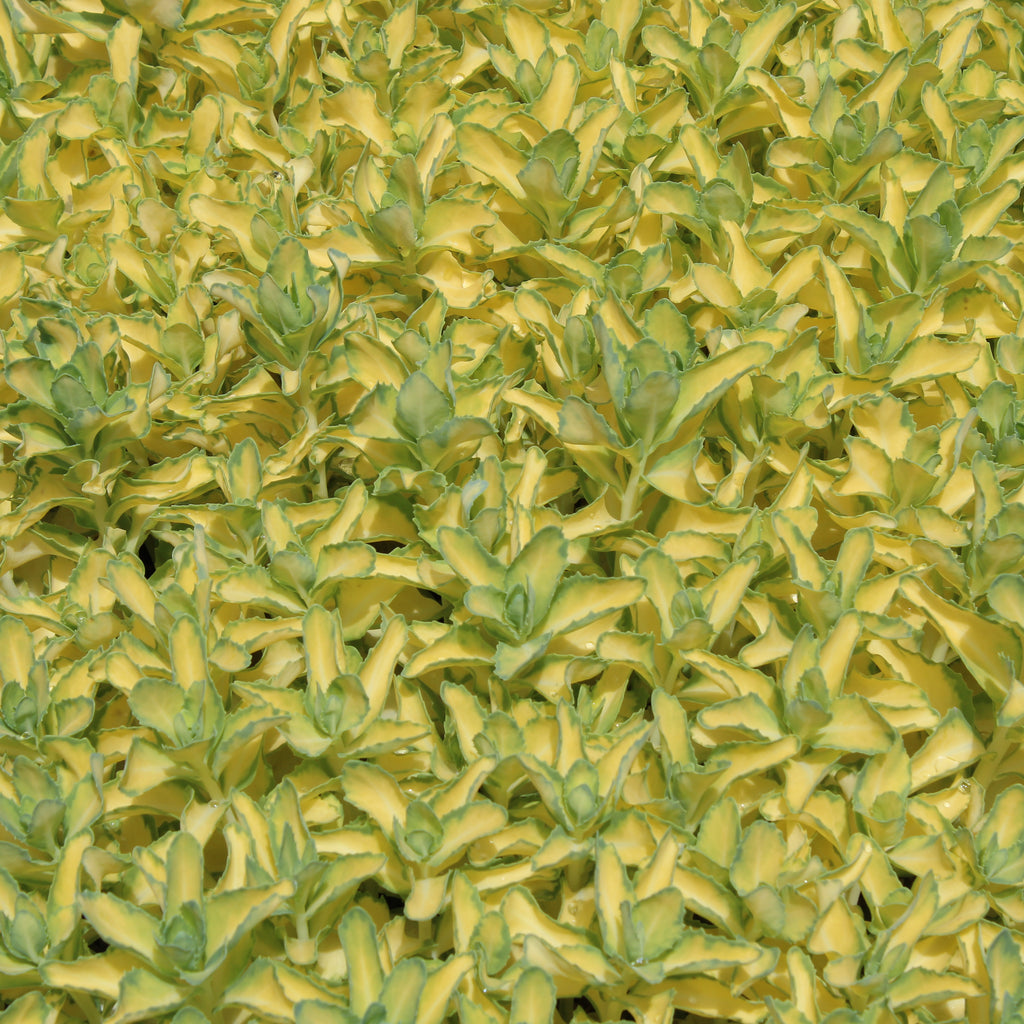 Sedum spectabile Variegatum Image