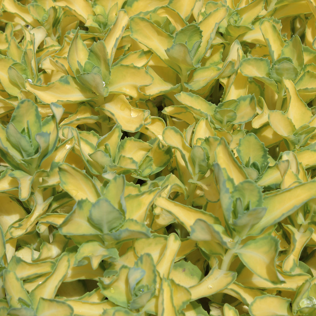 Sedum spectabile Variegatum Image