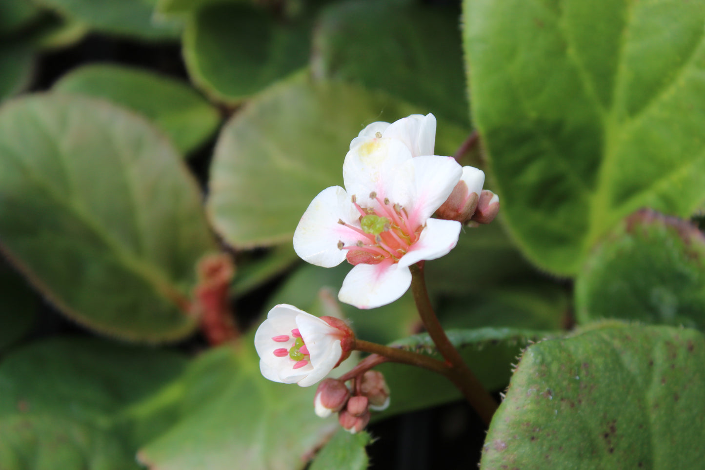 Bergenia Snow Cloud